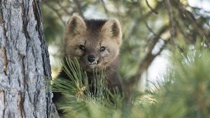 Ховор амьтан агнасан иргэнд торгуулийн ял оноолоо